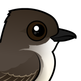 Eastern Phoebe