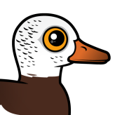 White-winged Duck