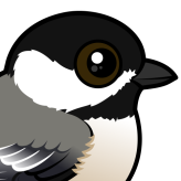 Black-capped Chickadee