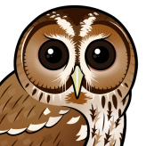 Tawny Owl