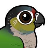 Crimson-bellied Parakeet
