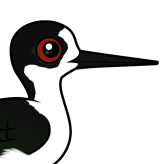 Black-winged Stilt