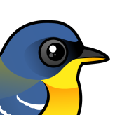 Tropical Parula