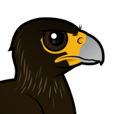 Striated Caracara