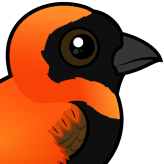 Southern Red Bishop