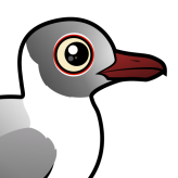 Gray-hooded Gull