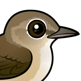 Garden Warbler