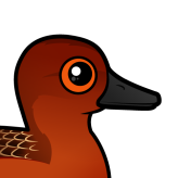Cinnamon Teal