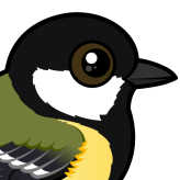 Great Tit