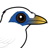 Bali Mynah