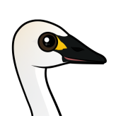 Tundra Swan