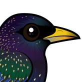 European Starling