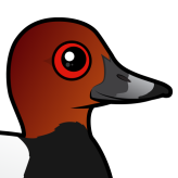 Common Pochard