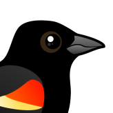 Red-winged Blackbird