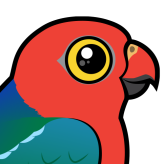 Australian King-Parrot