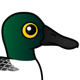 Northern Shoveler