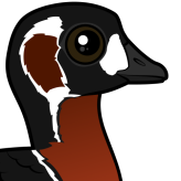 Red-breasted Goose