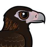 Wedge-tailed Eagle