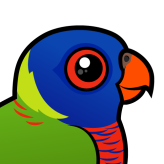 Rainbow Lorikeet