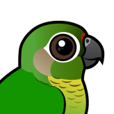 Maroon-bellied Parakeet