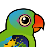 Blue-naped Parrot