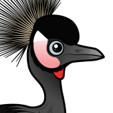 Black Crowned-Crane