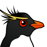 Rockhopper Penguin