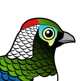 Lady Amherst's Pheasant