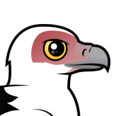 Palm-nut Vulture