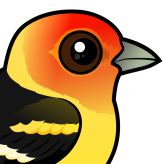 Western Tanager