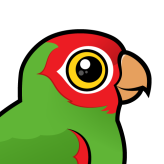 Red-masked Parakeet