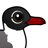 Laughing Gull