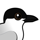 Gull-billed Tern