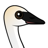 Trumpeter Swan