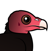 Turkey Vulture