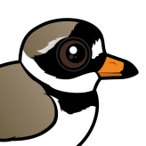 Common Ringed Plover