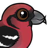 White-winged Crossbill