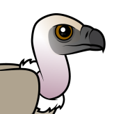 Cape Vulture