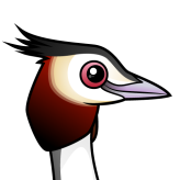 Great Crested Grebe