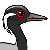 Demoiselle Crane