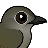 Puaiohi