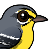 Adelaide's Warbler