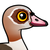 Egyptian Goose