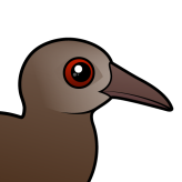 Lord Howe Woodhen