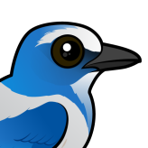 Florida Scrub-Jay