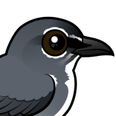 Spectacled Flowerpecker