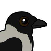 Hooded Crow
