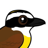 Great Kiskadee