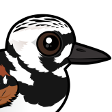 Ruddy Turnstone