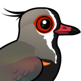 Southern Lapwing